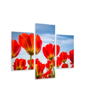 Multi-canvas 3x Red tulip